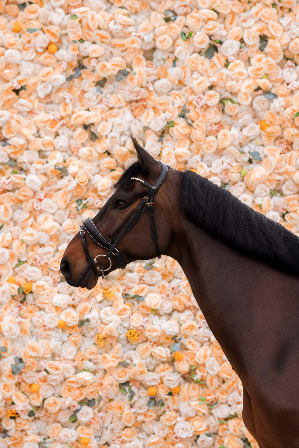 Desert Dust Snake bridle